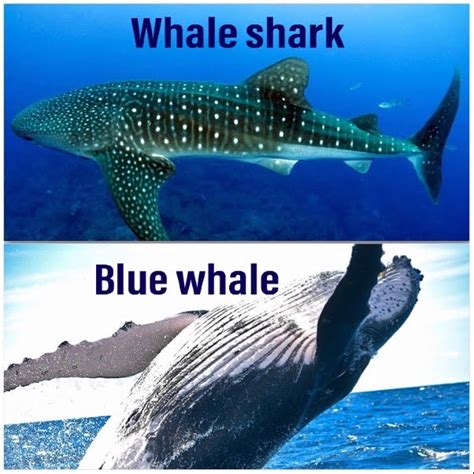 whale shark vs blue whale
